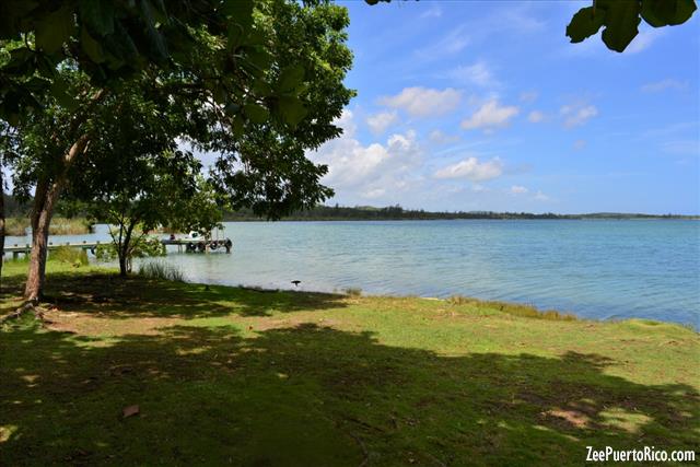 Tortuguera laggon ovalada - Vego